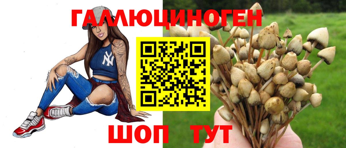 Псилоцибиновые грибы Cubensis Всеволожск